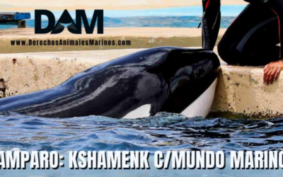 Inicio del amparo de Kshamenk contra Mundo Marino y Ministerio de Ambiente
